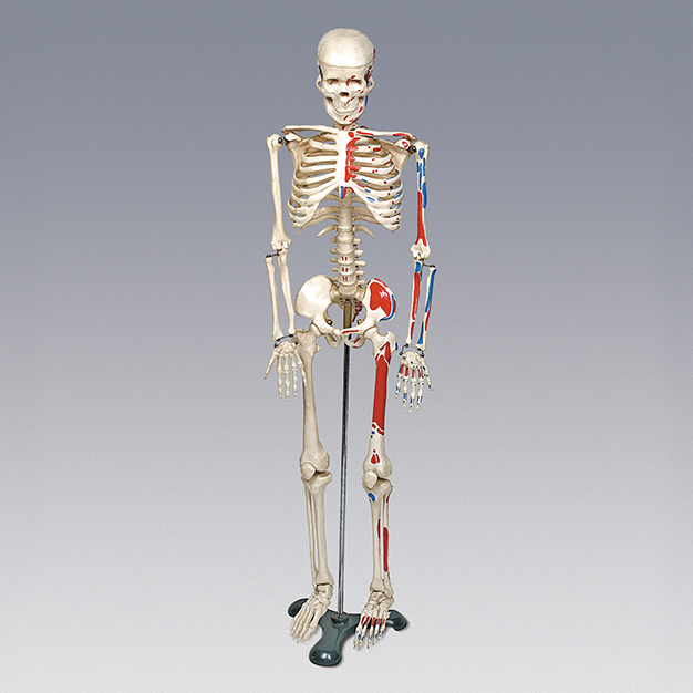 인체골격모형(중형,칼라,80cm)
