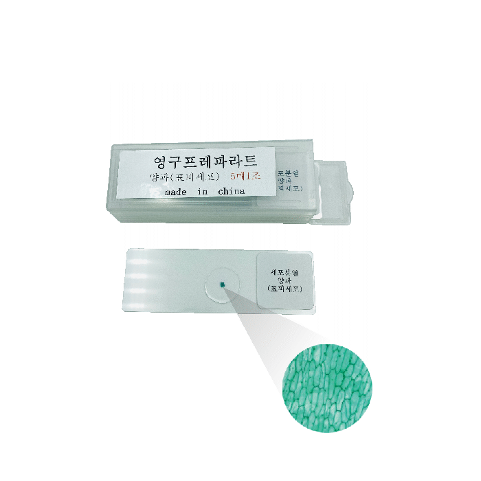 영구프레파라트(양파표피세포,5매1조)