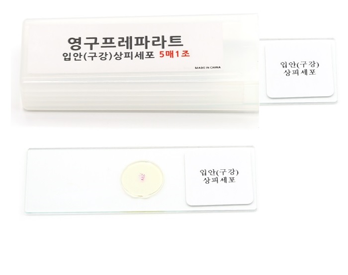 영구프레파라트(입안(구강)상피세포,5매1조)