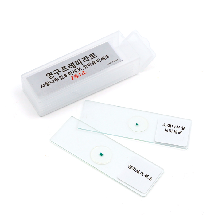 영구프레파라트(사철나무잎표피세포,양파표피세포,2종1조)